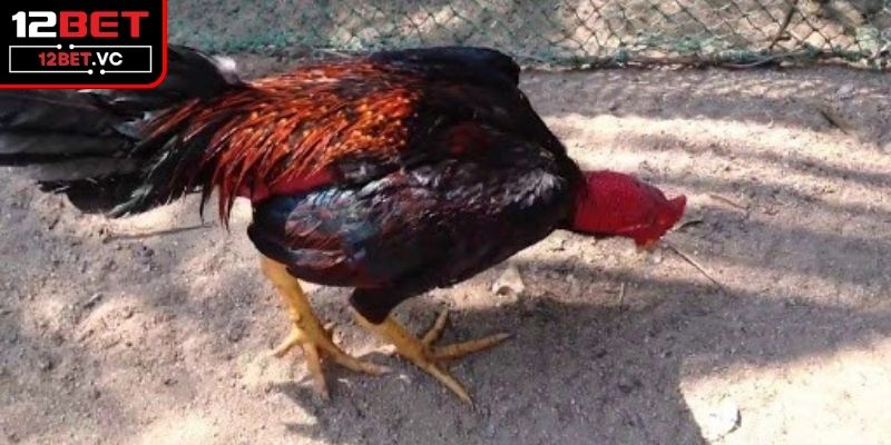 Giải Pháp Và Cách Chữa Gà Bị Khò Khè Bằng Tỏi Hiệu Quả 2 Nguyên nhân dẫn đến việc gà chiến bị khò khè