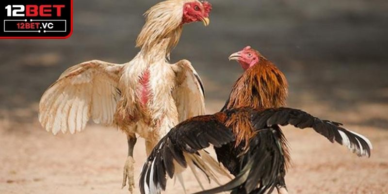 Đá Gà Cựa Sắt Và Sức Hấp Dẫn Của Những Trận Đấu Đỉnh Cao 3 Những quy định trong một trận đấu gà