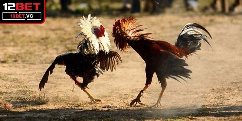 Đá Gà Cựa Sắt Và Sức Hấp Dẫn Của Những Trận Đấu Đỉnh Cao 2 Tổng quan thông tin về đá gà cựa sắt cho anh em mới