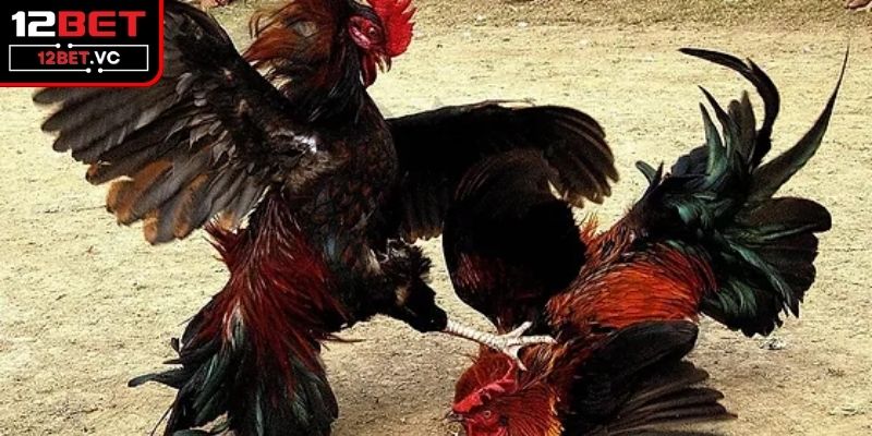 Đá Gà Đòn Là Gì? Trải Nghiệm Đá Gà Trực Tuyến Đỉnh Cùng 12BET 2 Giải đáp về câu hỏi của anh em đá gà đòn là gì